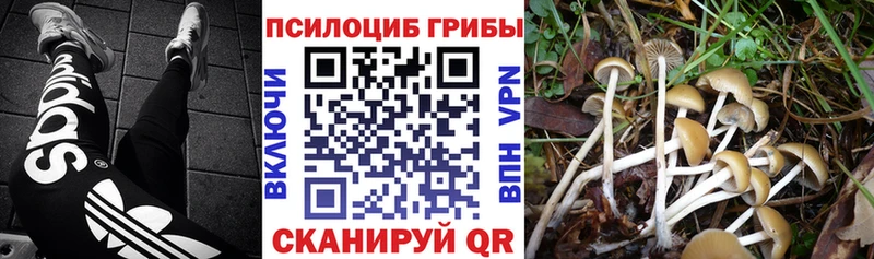 Псилоцибиновые грибы GOLDEN TEACHER Казань